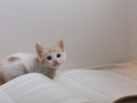 ペットを飼う前に今一度立ち止まり、きちんと考えたい。大切な要点をまとめたペットを飼う前に読みたい教科書