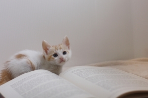 ペットを飼う前に今一度立ち止まり、きちんと考えたい。大切な要点をまとめたペットを飼う前に読みたい教科書