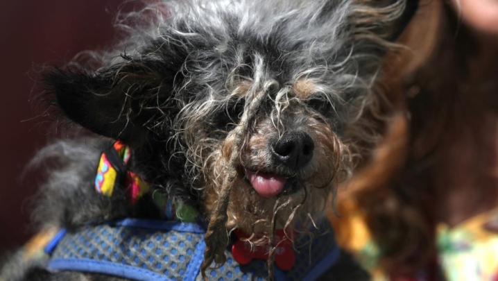 世界一 醜い 犬コンテスト 19年度チャンピオンはこの犬 優良ペット葬儀社ガイド
