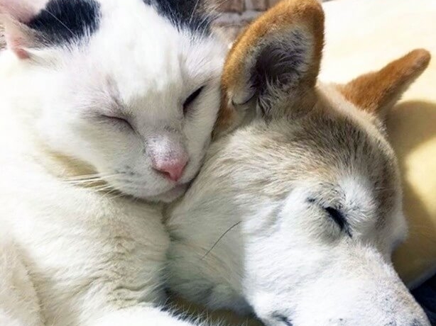 認知症の おばあちゃん犬 を介護する猫 種を超えた愛に 癒される 感動した と反響 優良ペット葬儀社ガイド